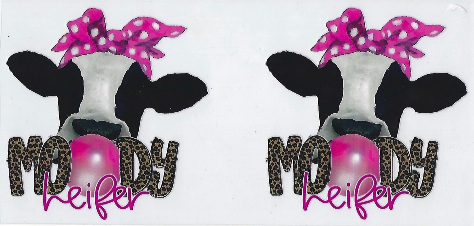 Moody heifer
