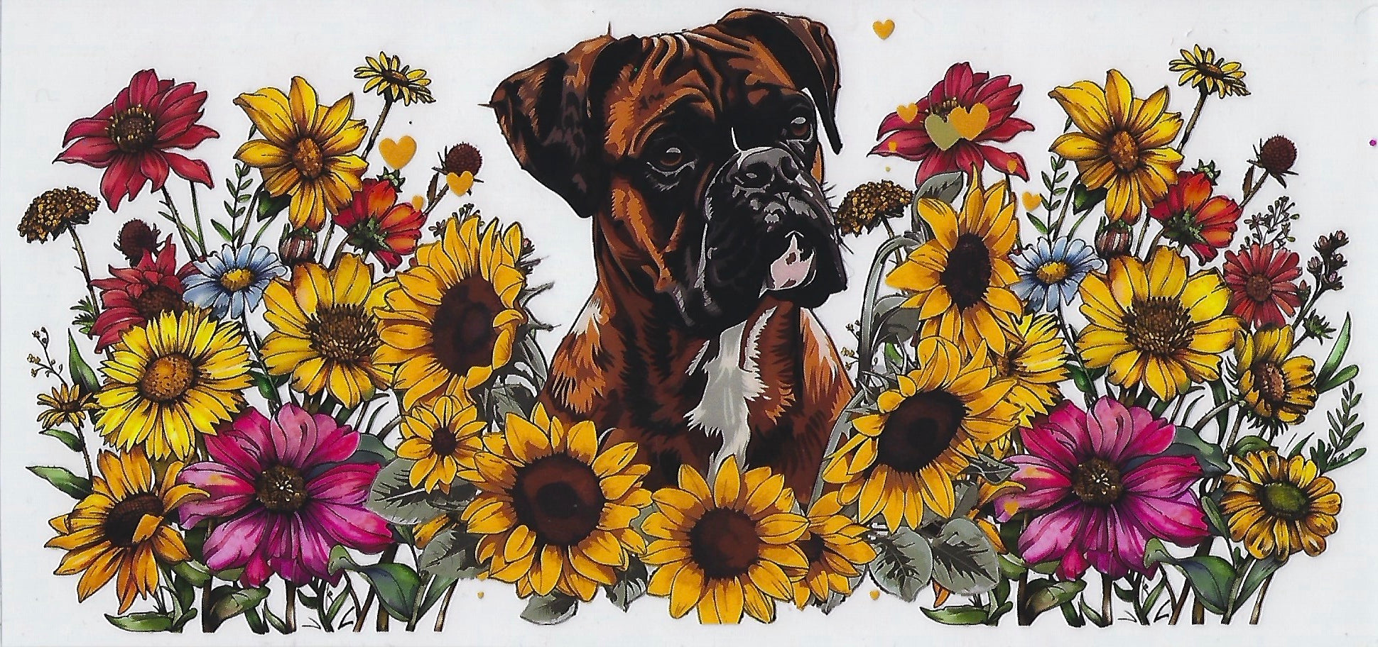 Boxer
